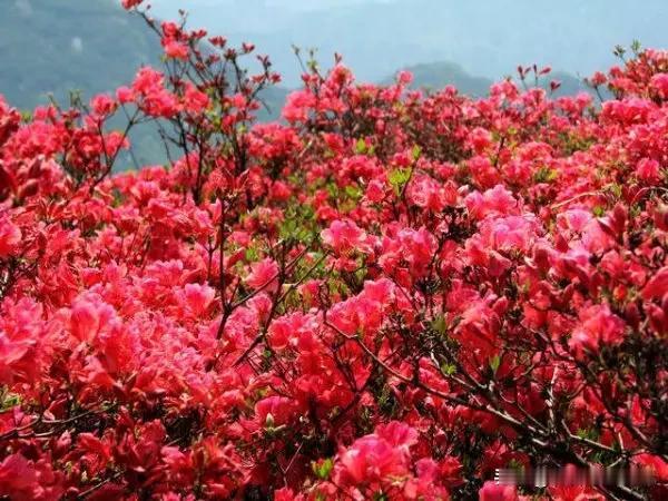 上联:春来山花烂漫，诚邀下联谢邀！[赞][烟花]

上联：春来山花烂漫，
下联：