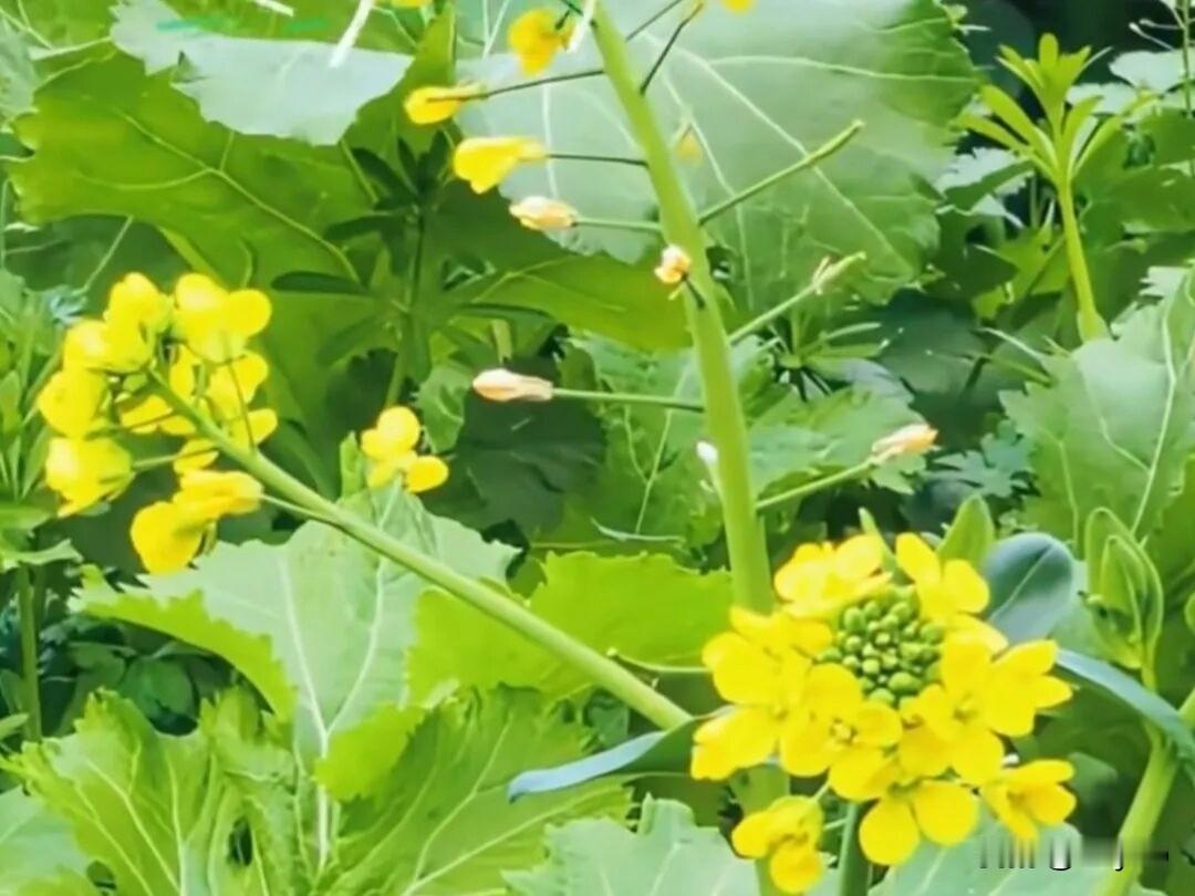 我认为不值得，五一热门景区人潮涌动，排队耗时、看景变看人，花销高还身心疲惫，不如