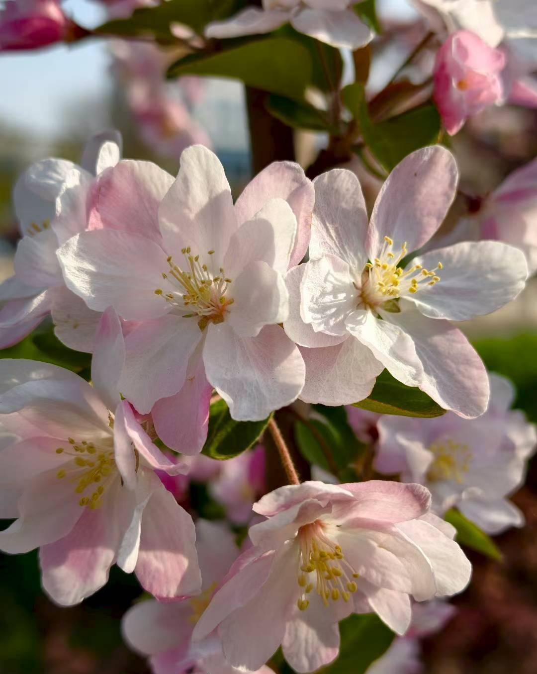 不用裹着厚衣服，不用缩手缩脚，出门走一走，整个人都松快了。看着满眼的绿和粉，心里