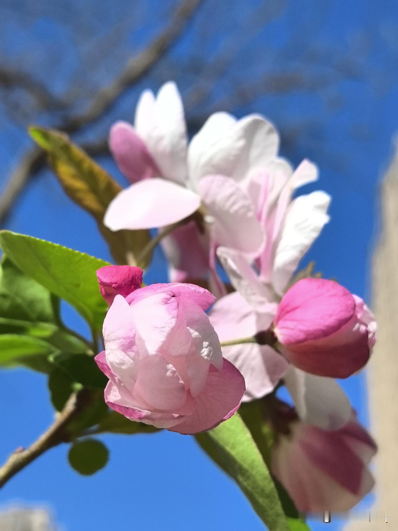 春日生活打卡季银川昨夜春雨悄落，洗去浮尘与喧嚣。晨起见晴空澄澈，草木带露，风里都