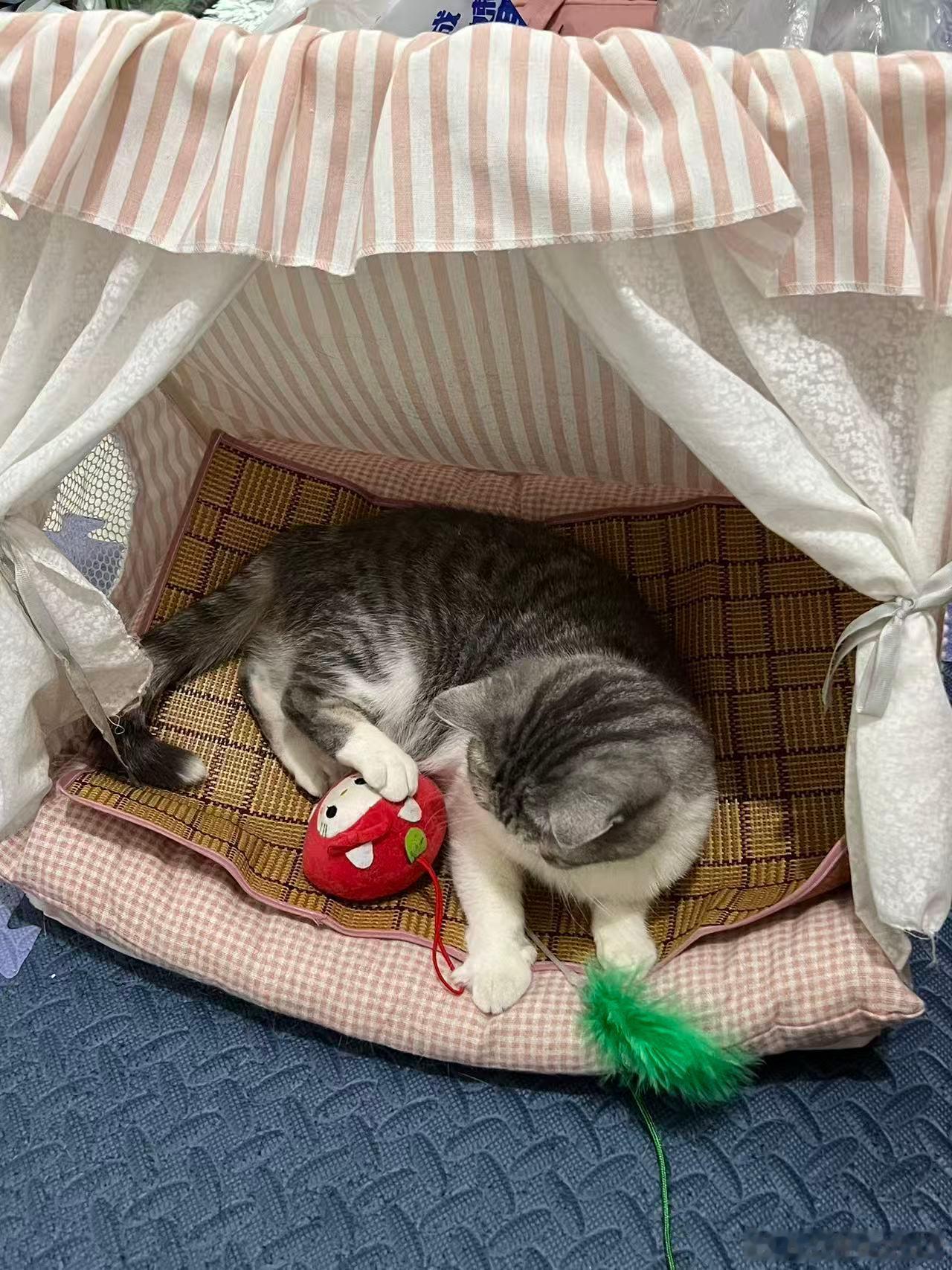 🐱 