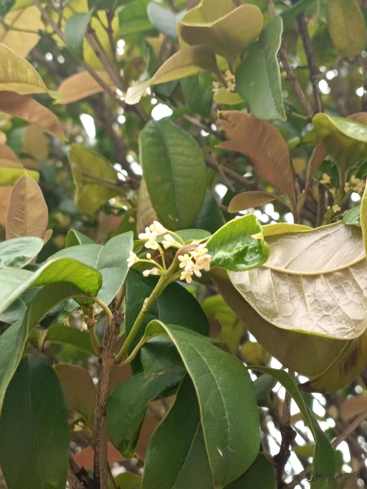 怎么现在桂树上还有桂花？