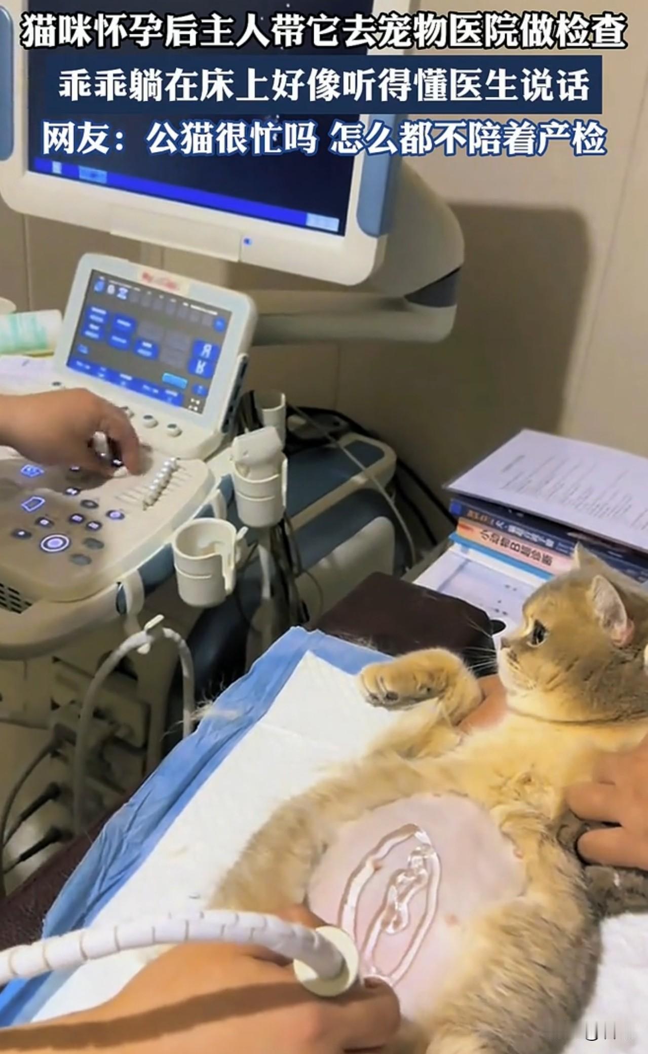 第一次看见猫咪来做产检的！

山东，猫咪怀孕后主人带着它去宠物医院做检查，乖乖躺