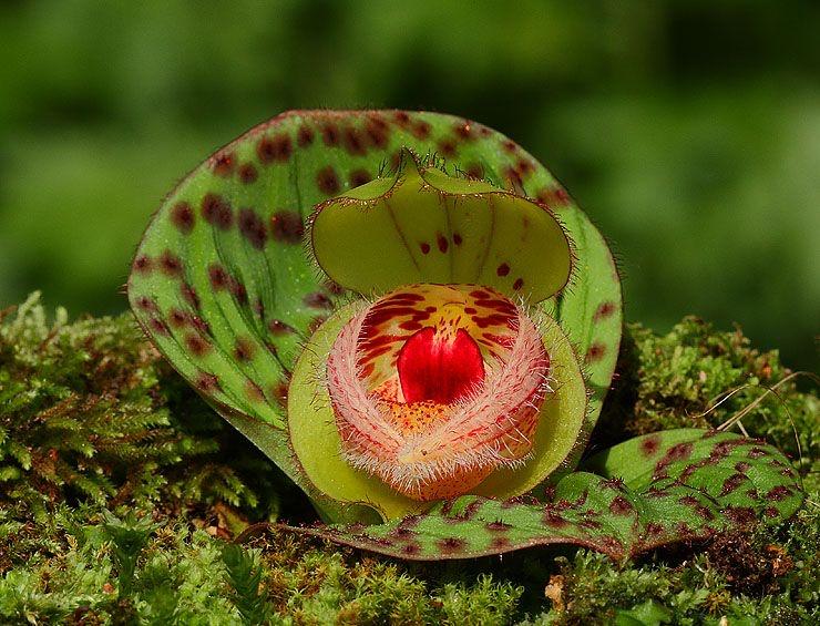 毛瓣杓兰，中国特有的兰
Cypripedium fargesii
中文：毛瓣杓兰