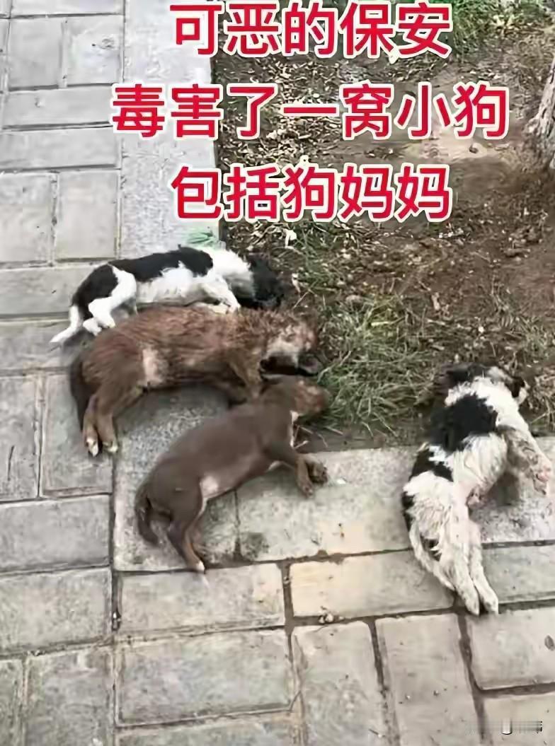 太可怜了！一位阿姨经常投喂小区里的流浪狗流浪猫，其中有只狗妈妈和它的狗宝宝她特别