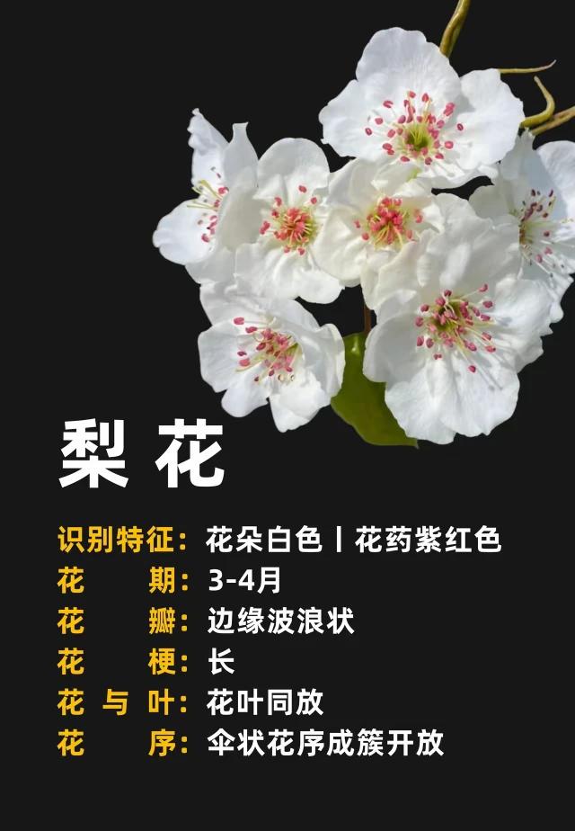桃花红，梨花白 ，菜花黄。
莺儿啼，燕儿舞 ，蝶儿忙。
春光不须寻，她就在那里。