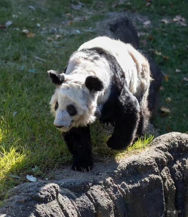 #丫丫离开上海回京#回家了，一切都好起来了。丫丫，加油！图片是丫丫在灯塔国的照片