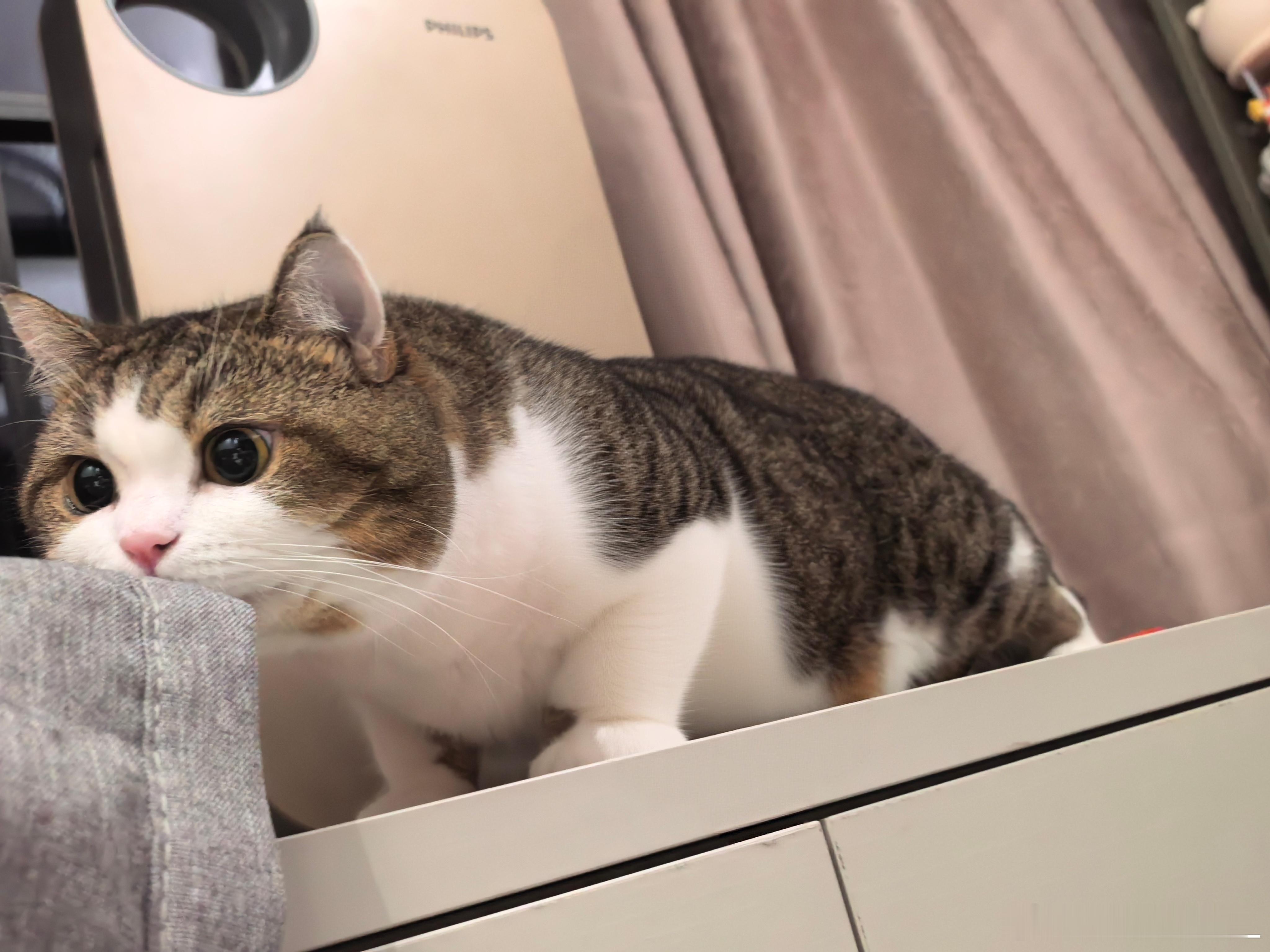扁扁的猫 