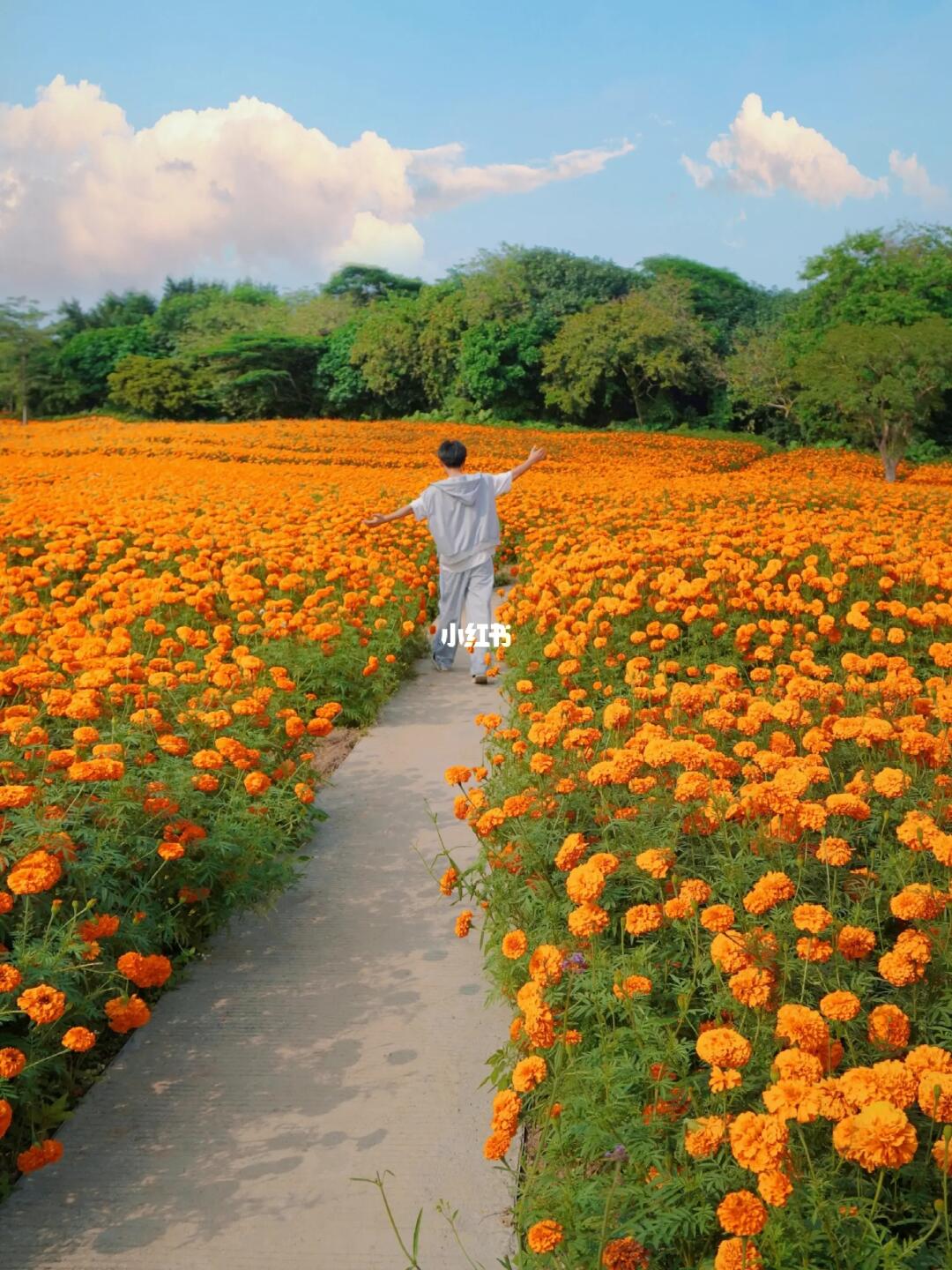 救命🆘我居然在广州发现一片花海