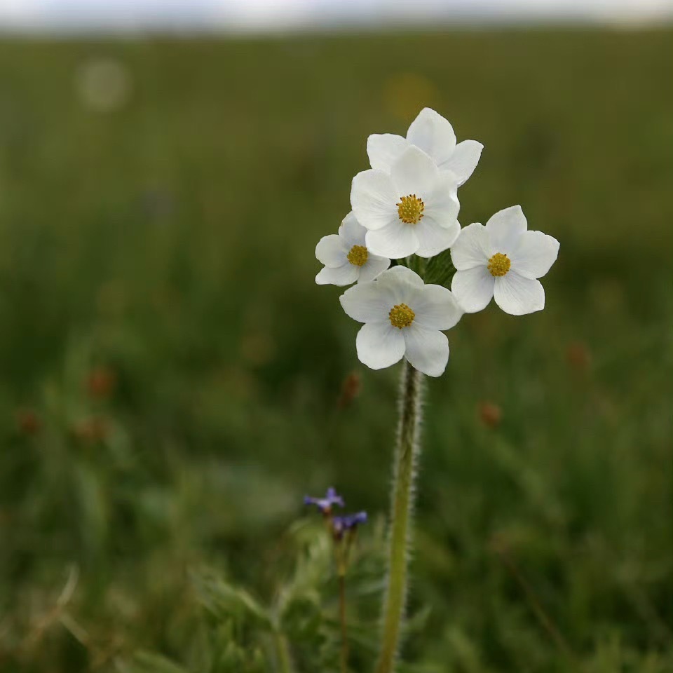 银莲花：一、种植时间最佳种植时间为8月至10月（秋季）或3月至5月（春季），温度