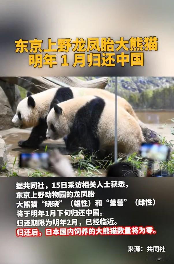 因新一期大熊猫抚养协议未能达成，日本上野动物园于12月15日确认，旅日大熊猫“晓