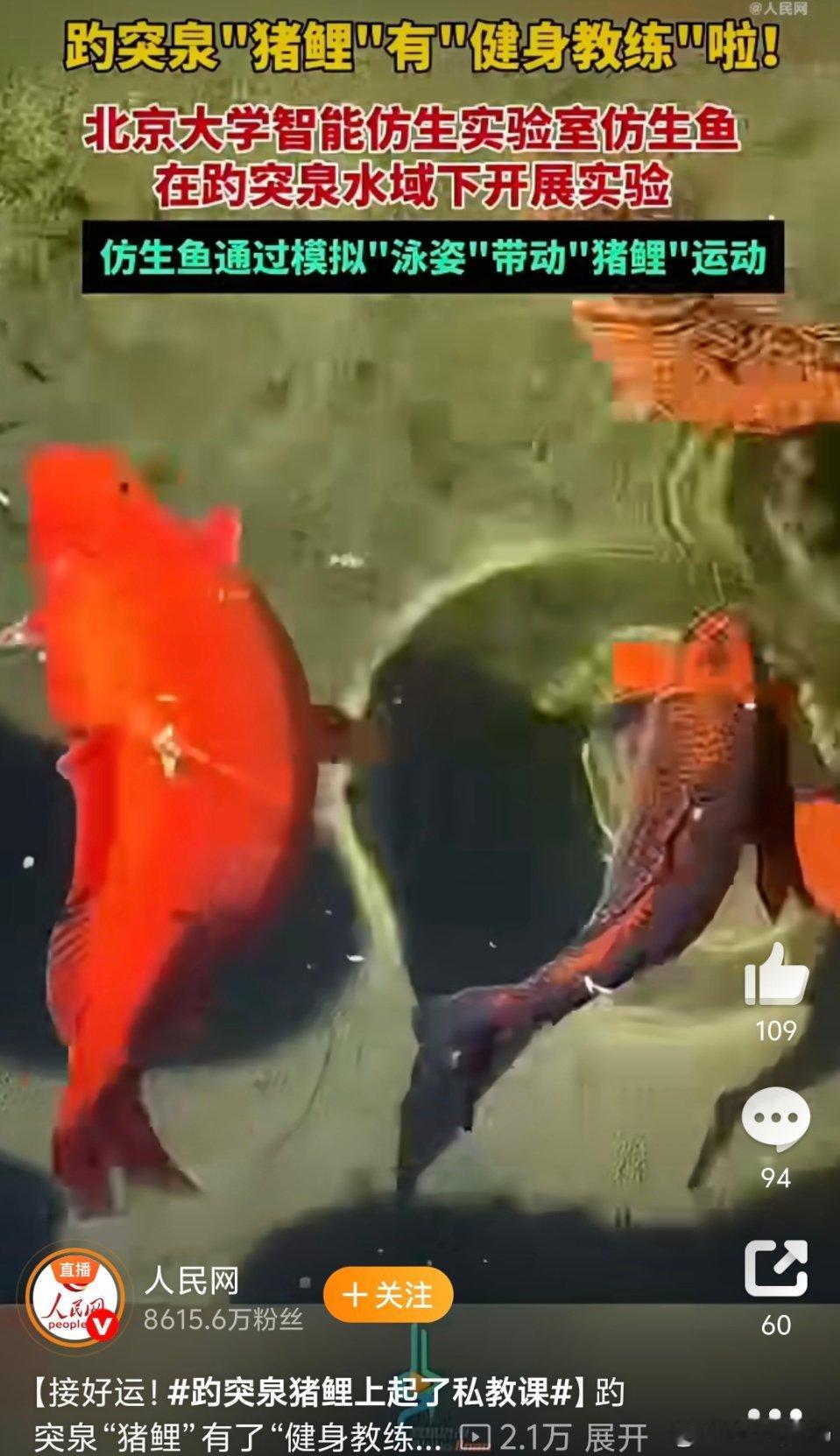 仿生鱼竟然能帮猪鲤减肥猪鲤真是鱼如其名真成猪了怎么有鱼能养这么肥果然在国人手里就