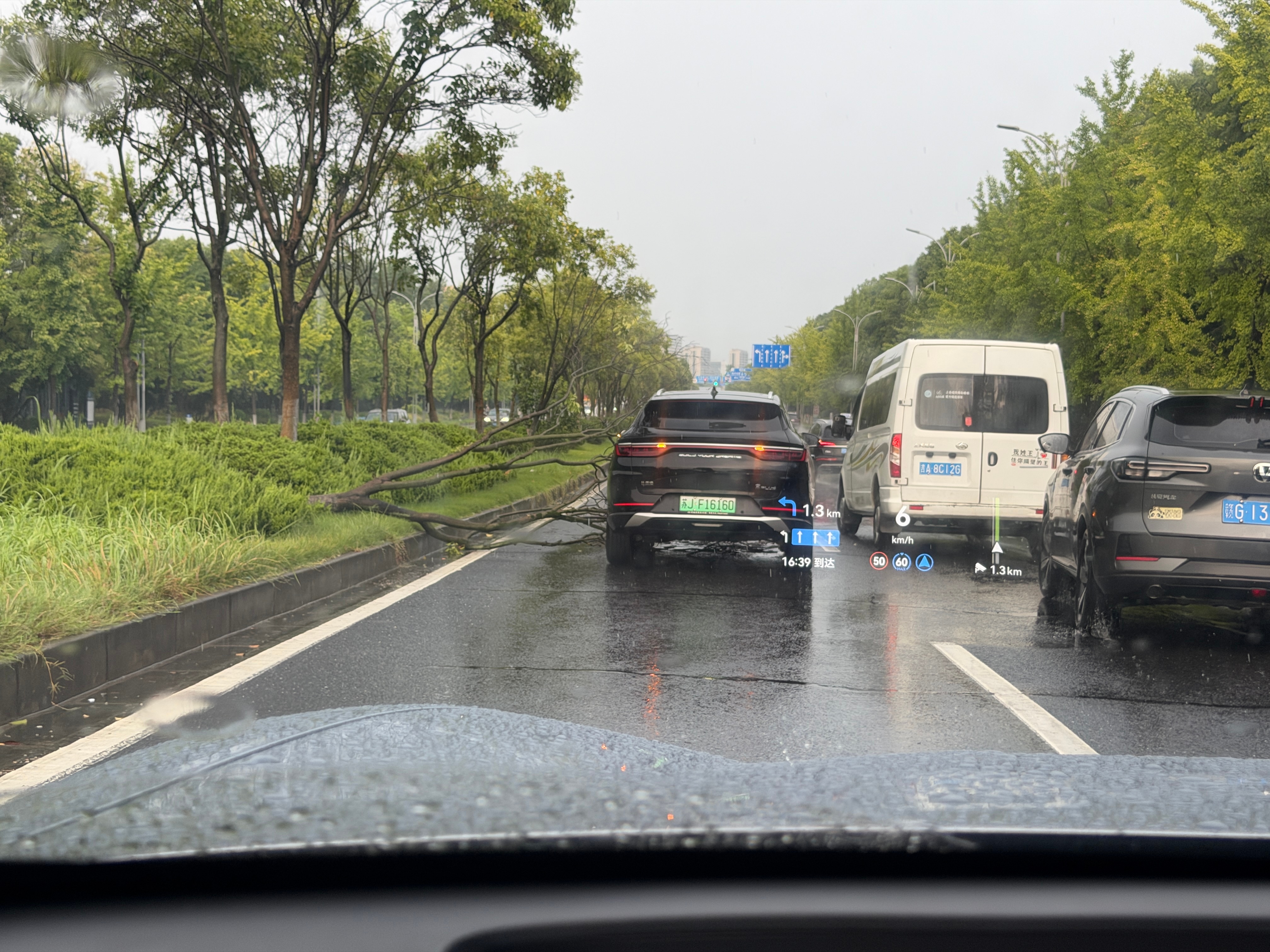 这哥们，点儿挺背。没看明白这树是咋倒了的