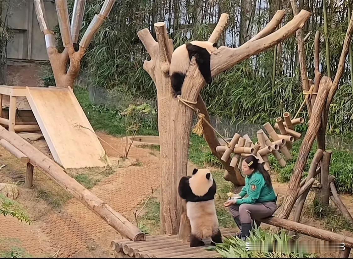 爱宝乐园
辉宝趴在妈妈树上任凭胜熙阿姨如何呼叫一动不动
胜熙阿姨：乖乖辉下来喝奶