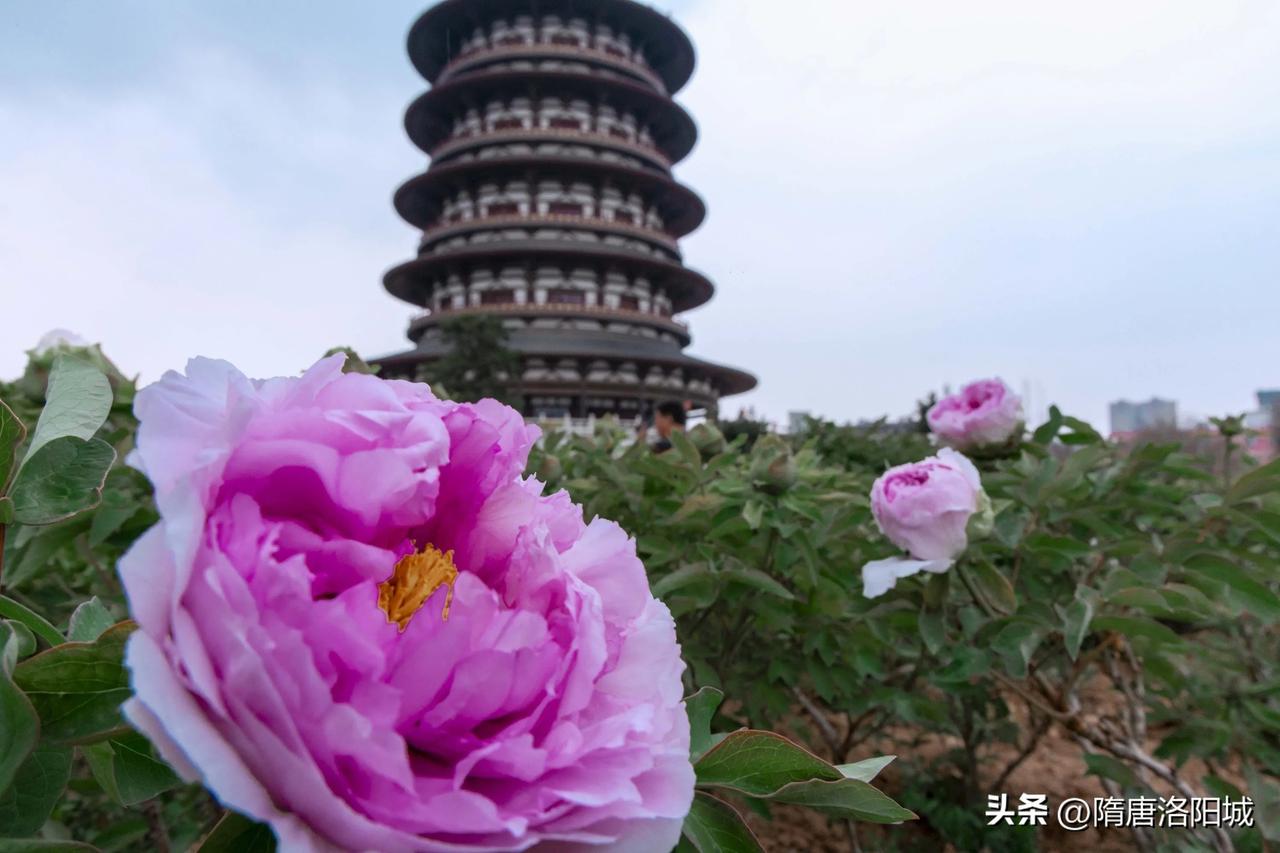 【明堂天堂景点的牡丹 开啦！来赏花啊！】