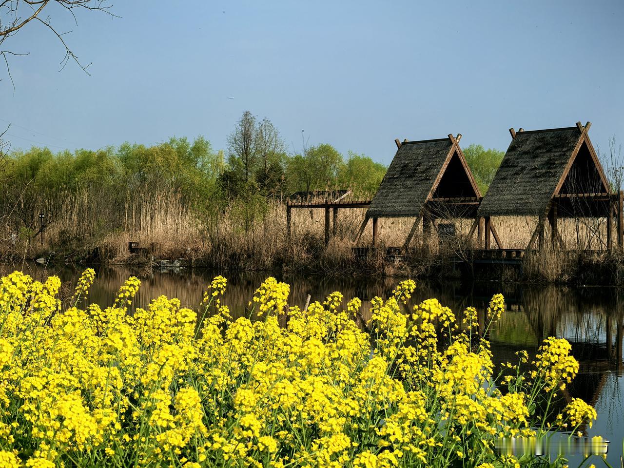 春日生活打卡季春水如镜，映着岸边新绿与木亭剪影，金黄的油菜花漫溢到水边，铺成一片