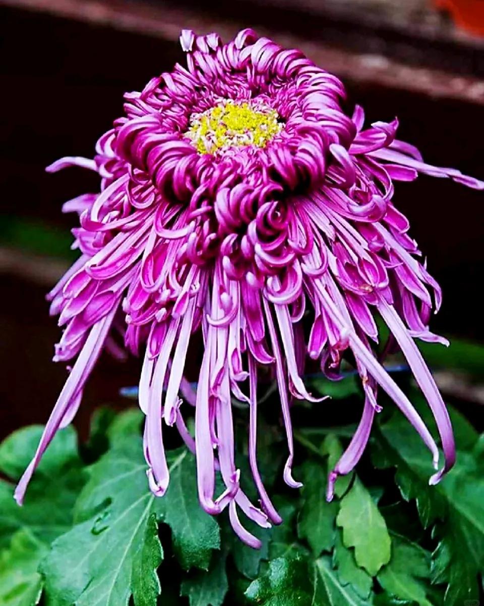 #分享一些描写秋花美景的诗句#
七律  秋日赏菊

金秋十月菊飘香，独绽篱边韵自