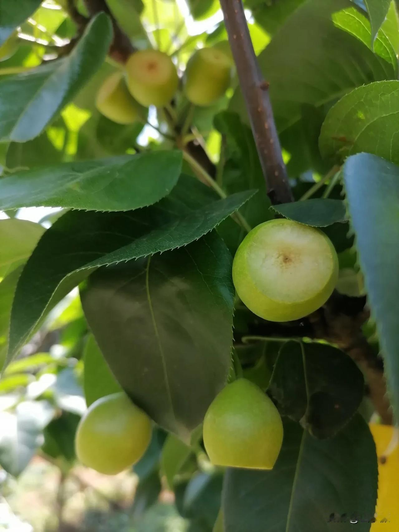 快看
树上的每一个🍐
都被整整齐齐的削了头
是什么原因？
梨农说，天，针蜂也就