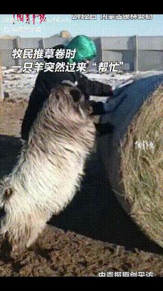 “解释不清了！”内蒙古，一牧民在草场收拾草卷，身后一只羊跟了过来，没想到，这只羊