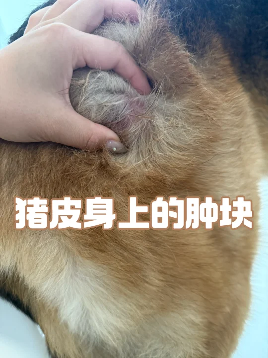 德牧皮下肿块突然变大变软，这可怎么办