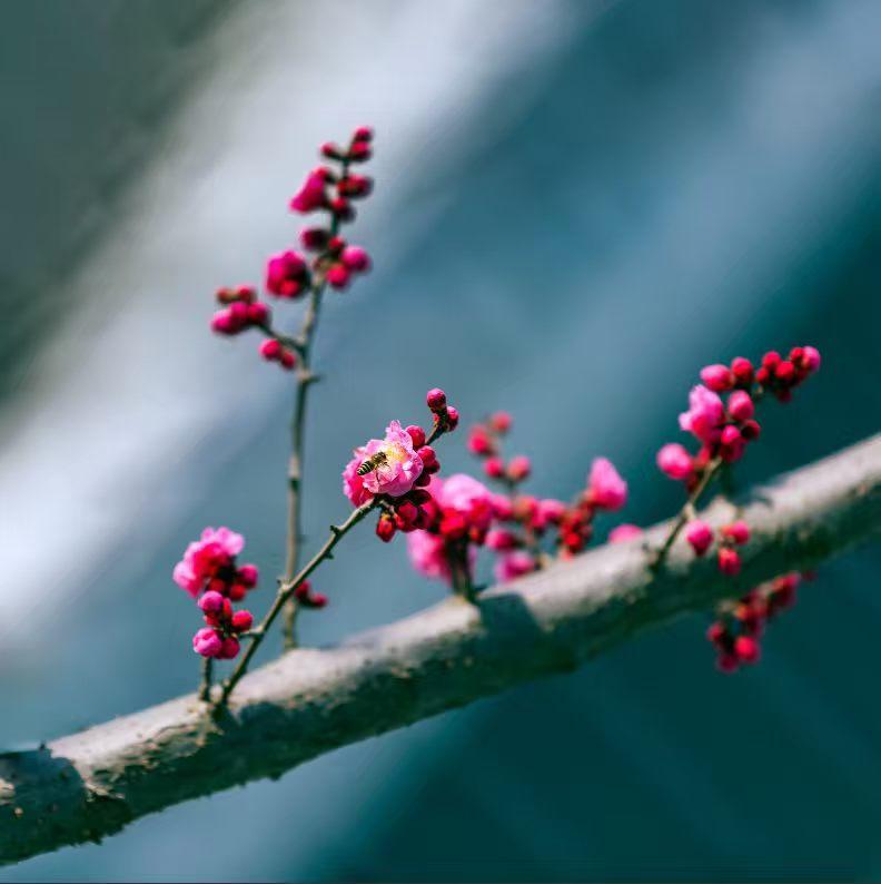 2. 疏枝缀粉，暗香浮动，蜂儿轻吻花蕊，把春日的第一缕甜意，悄悄藏进了时光里。