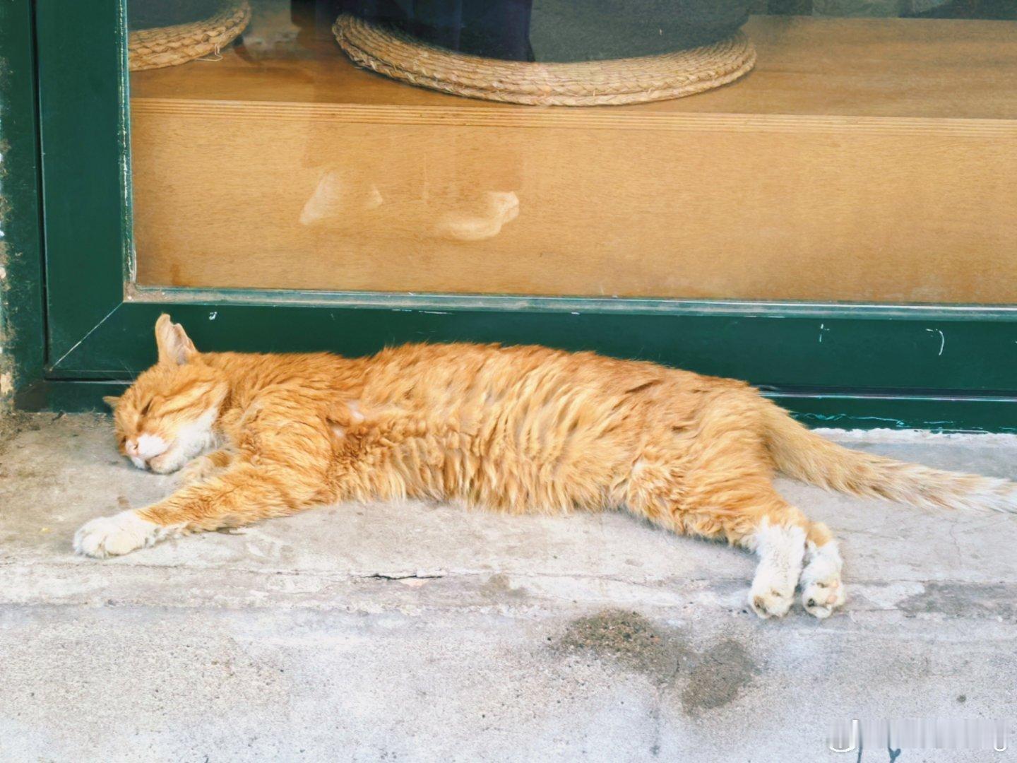 终于凉快了，下过大雨后的天气又晴又爽穿上夏天的猫狗旗袍去公园散散步日常