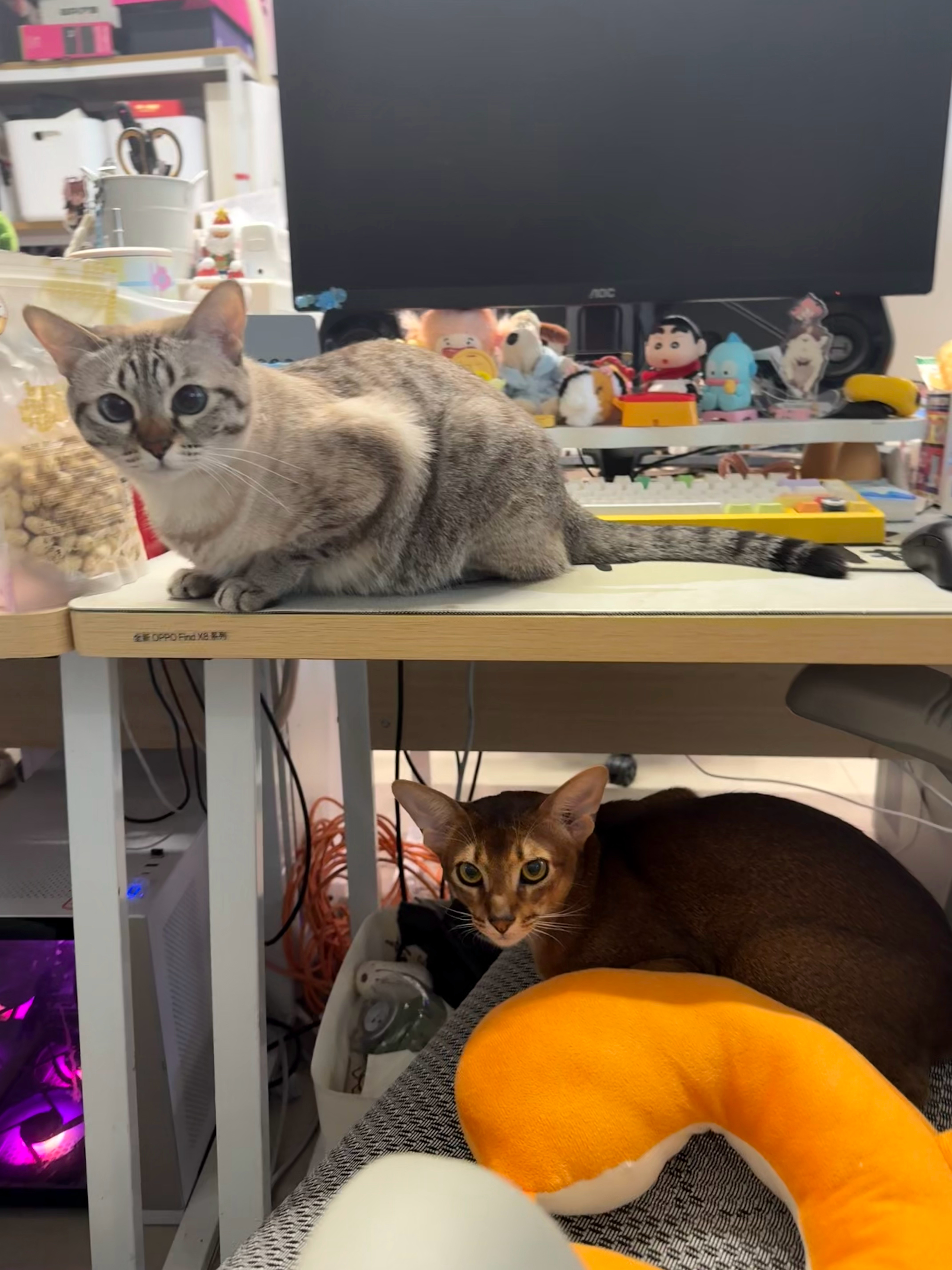 猜猜是什么魔法🪄能让两只猫猫在这里乖乖待着[喵喵] ​​​