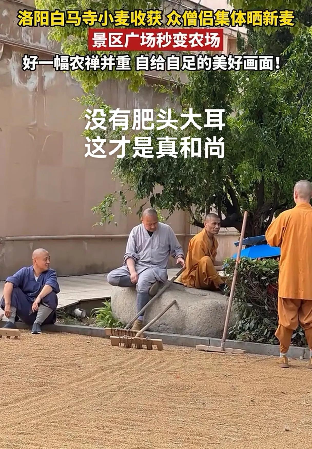 苦行僧苦行僧，真正的和尚怎么可能肥头大耳，白马寺僧人才是和尚该有的样子，某些寺庙