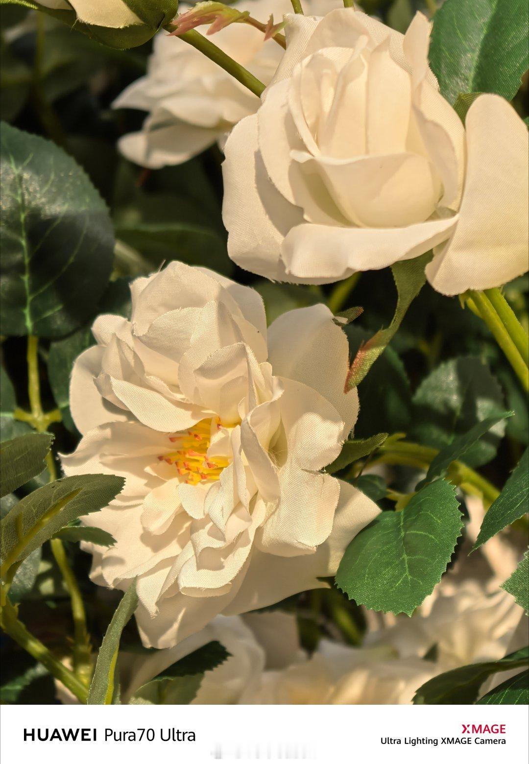 开始纠结要不要补一个 HUAWEI Care+。 ​​​