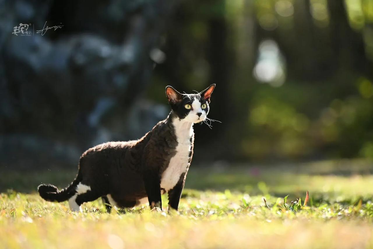 黑猫小警长 🥰【深圳拍摄】