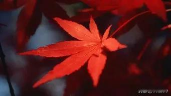 冬日生活打卡季五彩缤纷的净