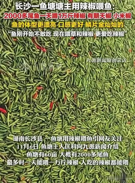 一天喂1万斤辣椒？11月6日报道，长沙一鱼塘主每日给鱼喂辣椒，朝天椒、小米椒都有