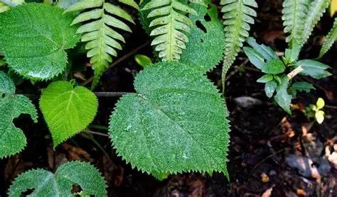 1941年，一美国士兵突然吃坏肚子，匆忙在丛林中解决后，因无厕纸，随手摘了几片树