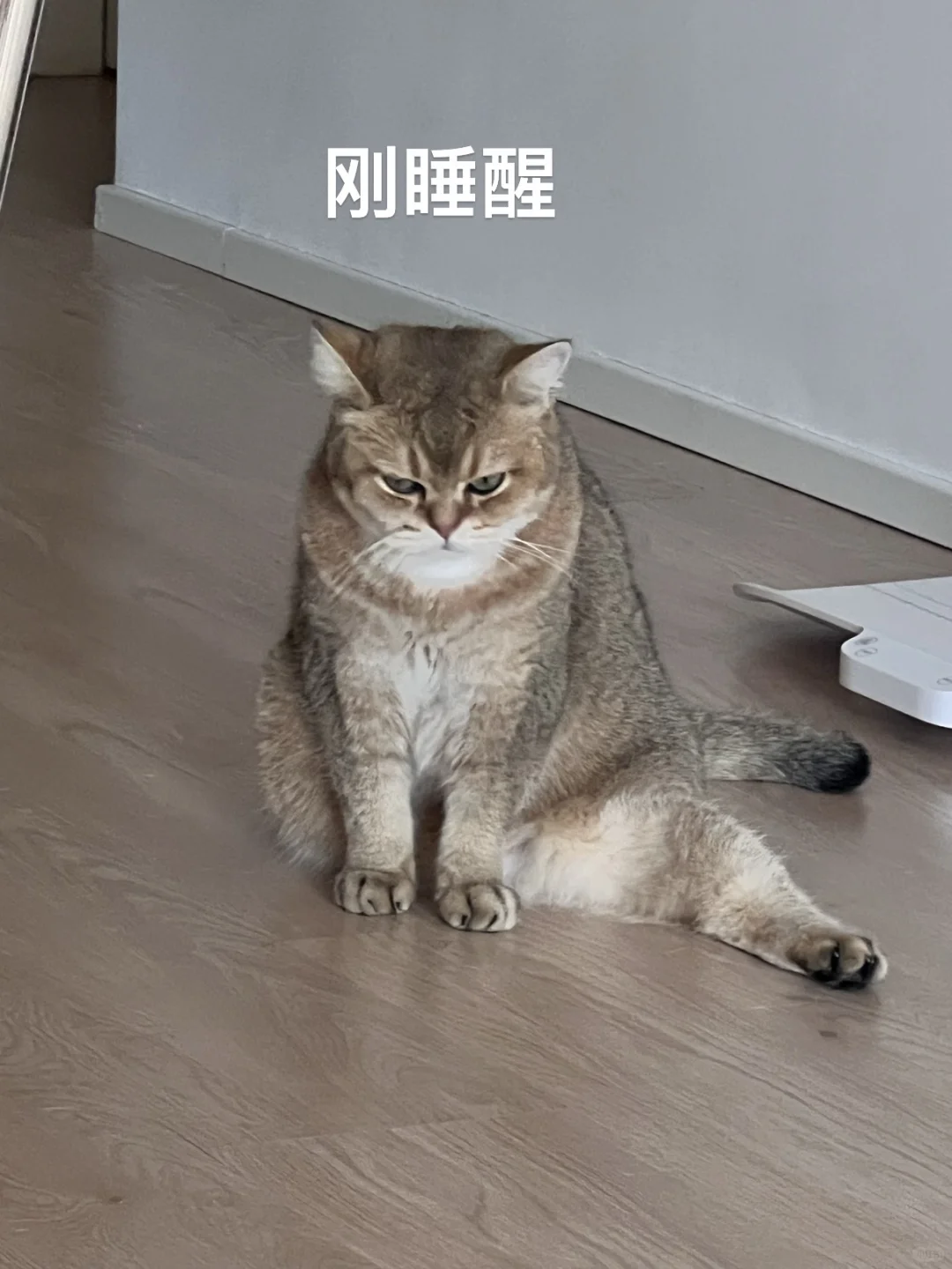 猫猫也想摆烂