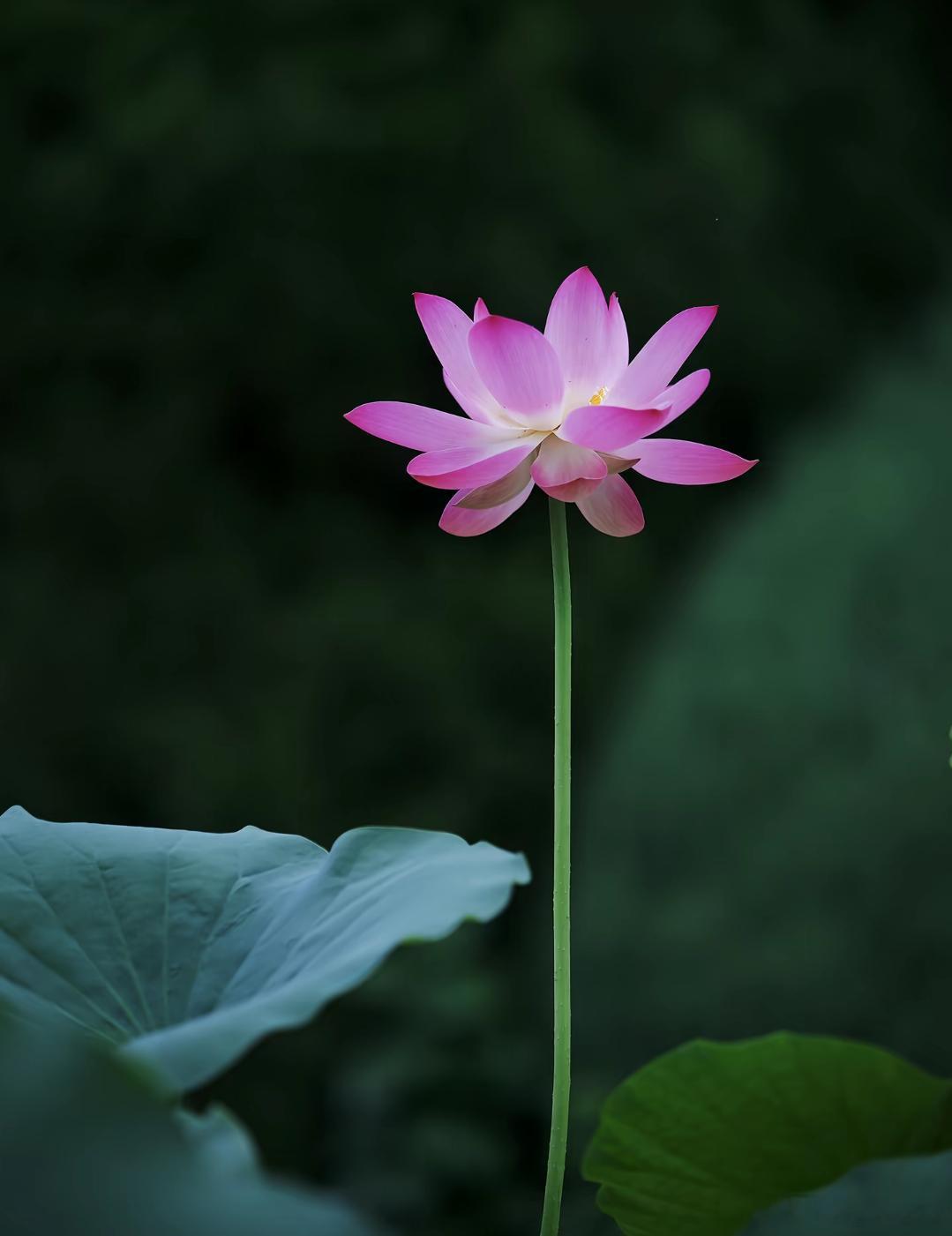 洋洋高锐:走进生活◎夏……好美的池塘有莲……绽放有风……佛面◎走近她……再近一点