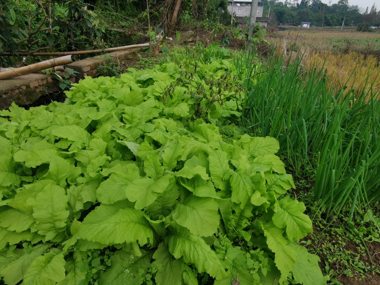 再也不用偷菜了，成都的朋友都来种菜吧！