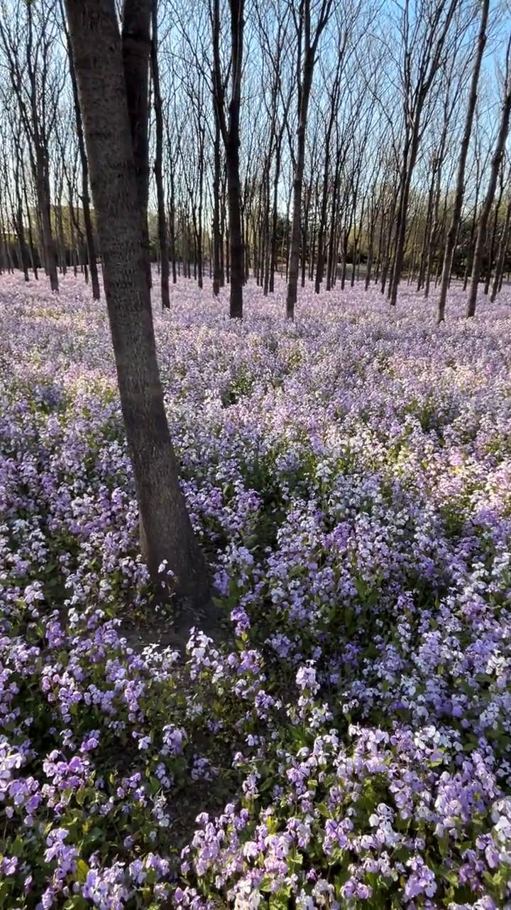 京城梨园的二月兰花开正艳，粉白一片，你注意休息。