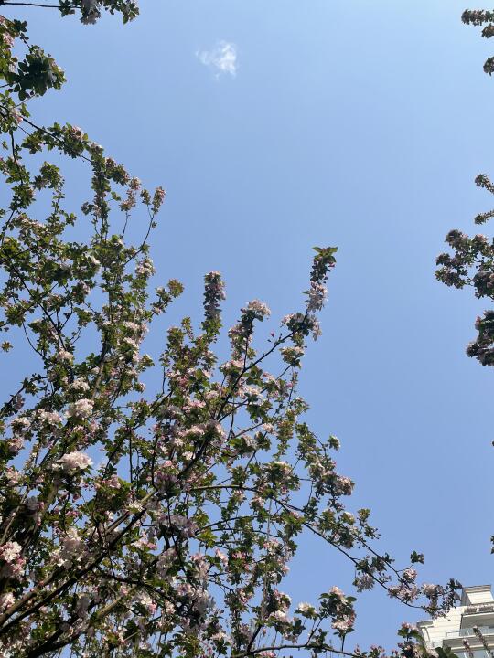满树繁花，只待清风🌸