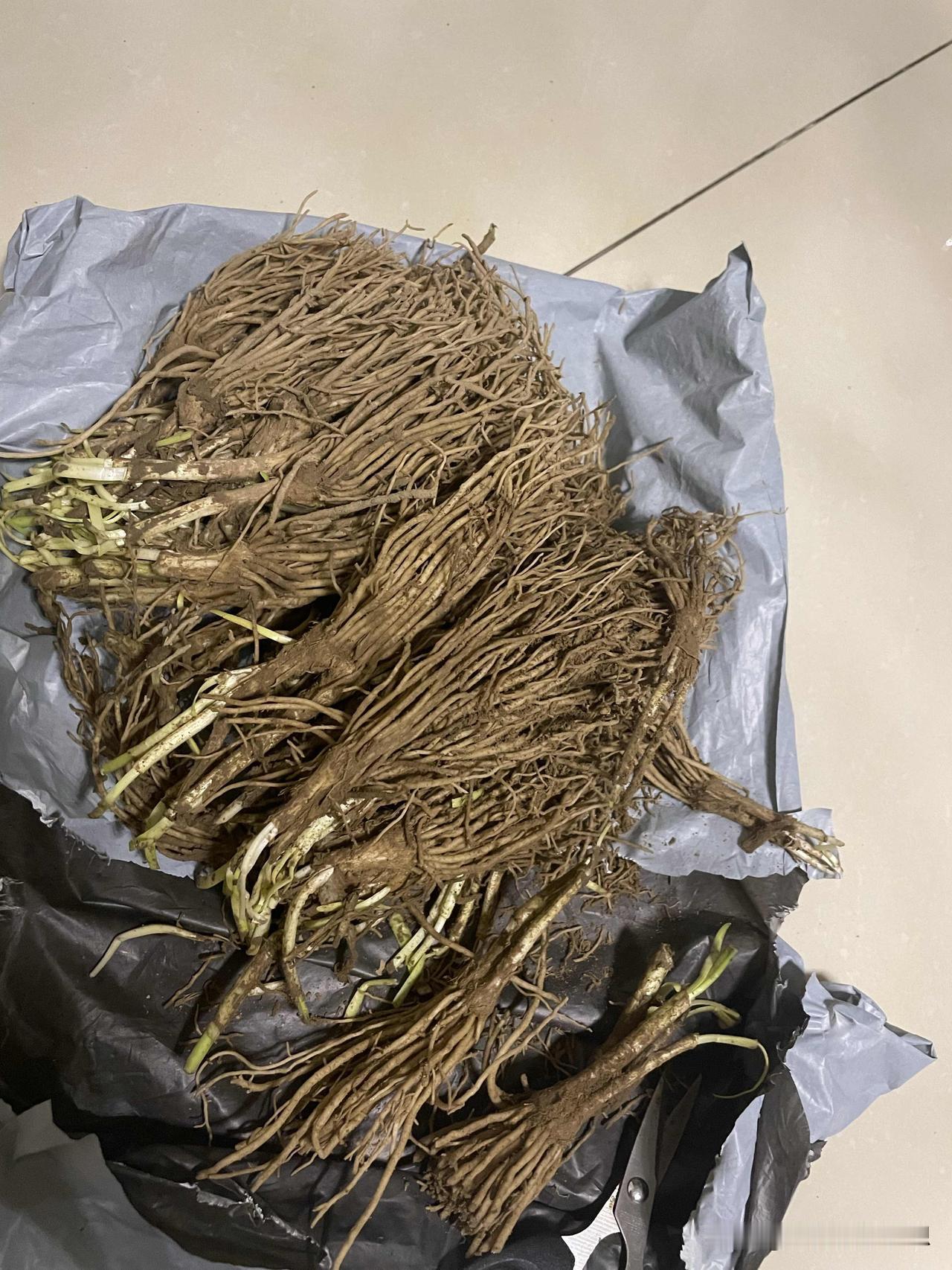 我买了点韭菜根摘到花盆里，想实现吃韭菜自由，不知道能不能实现这个心愿！

以前我