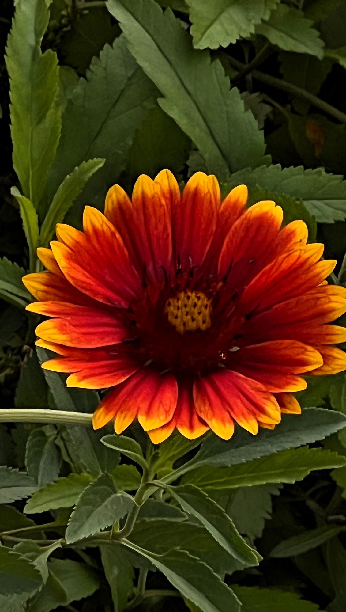 分享最艳丽的花