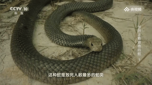 【转发保命知识，被蛇咬后该怎么处理？】三亚卫健委通报女子被蛇咬伤身亡你在网上搜索