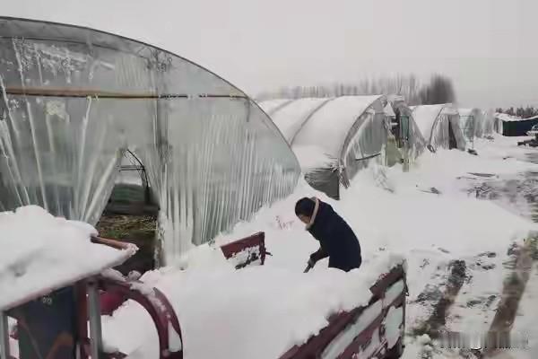 村里大棚为啥总遭雪灾？结果出乎意料！

国家前些年对农村出台一系列好政策……扶持