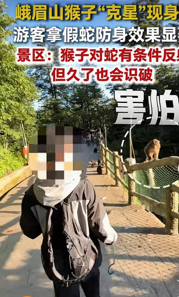 国庆去峨眉山，猴子那叫一个活跃，拦路抢东西是常事。有个年轻游客张先生，背包插着根
