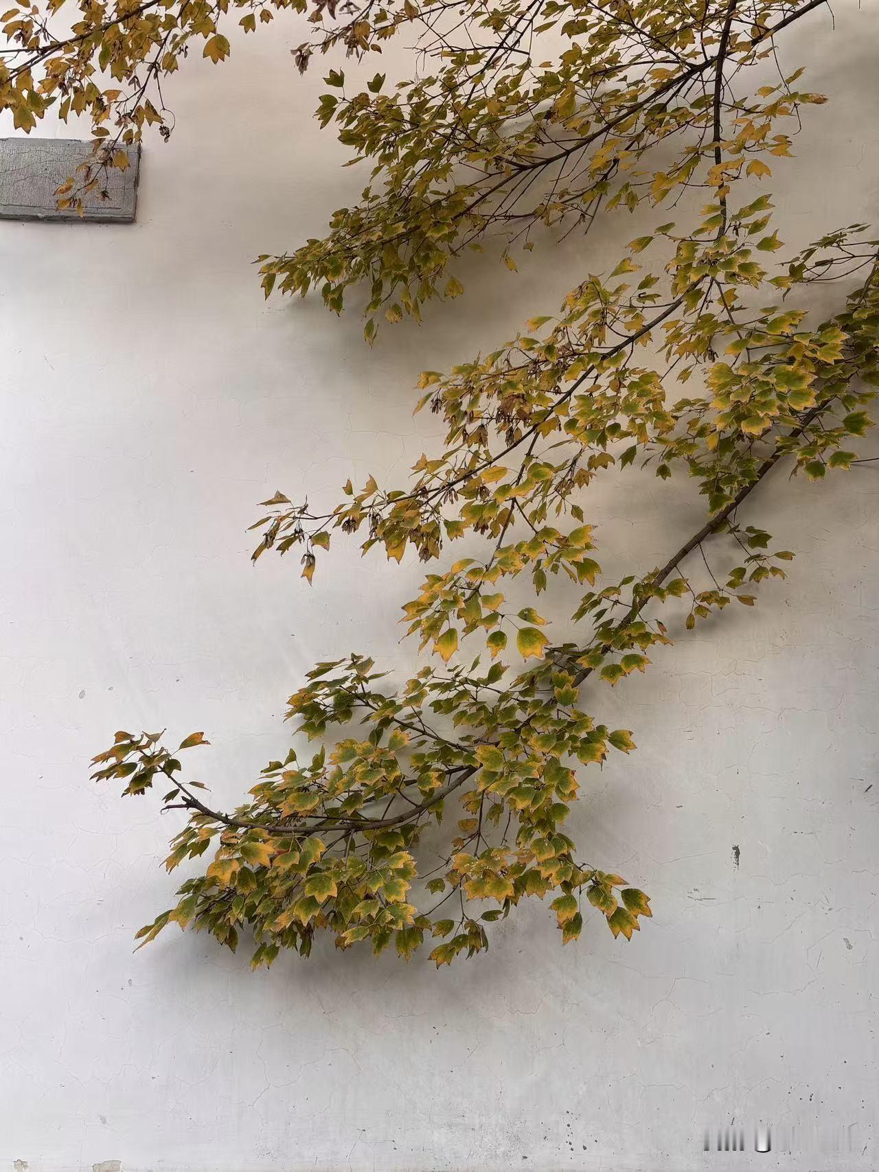 后来在济南居住时间长了，渐渐懂得济南人对大明湖的那份深情了，这座城因大明湖的存在