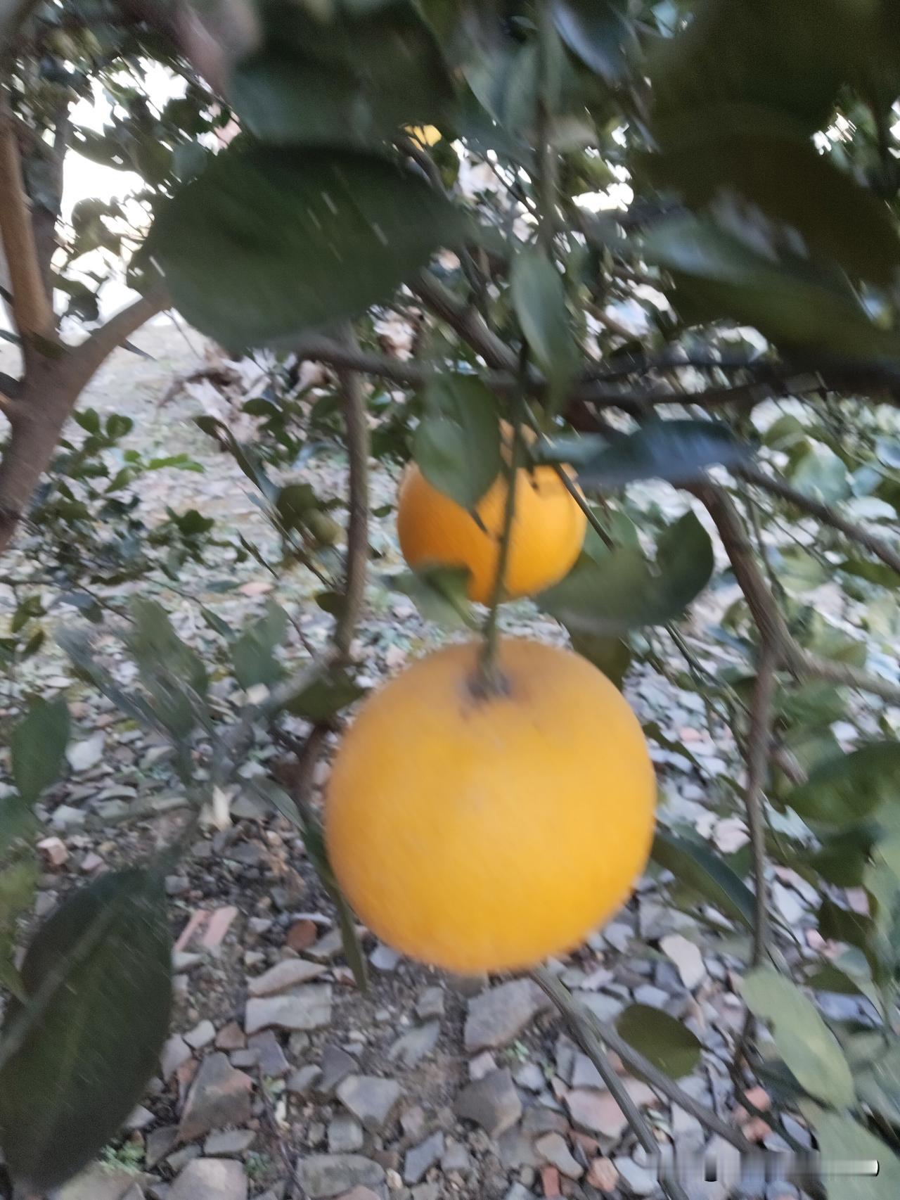 晒图笔记大赛桔子红了，挂满了枝头，让人不忍心摘了。