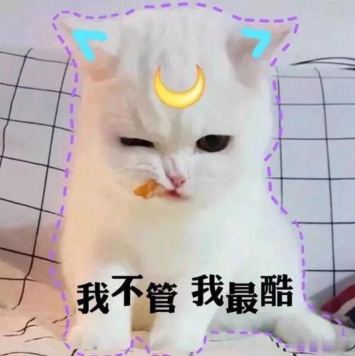 成年猫咪对主人的依赖程度 像杯温水，不烫却暖。不会时刻围着你转，但你晚归时会在门