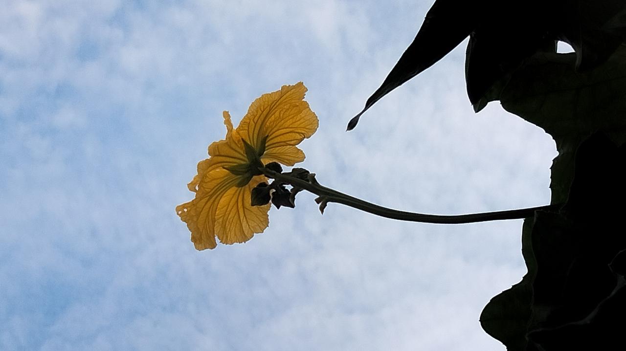 分享一朵你拍的花，什么花都可以秋日，丝瓜。