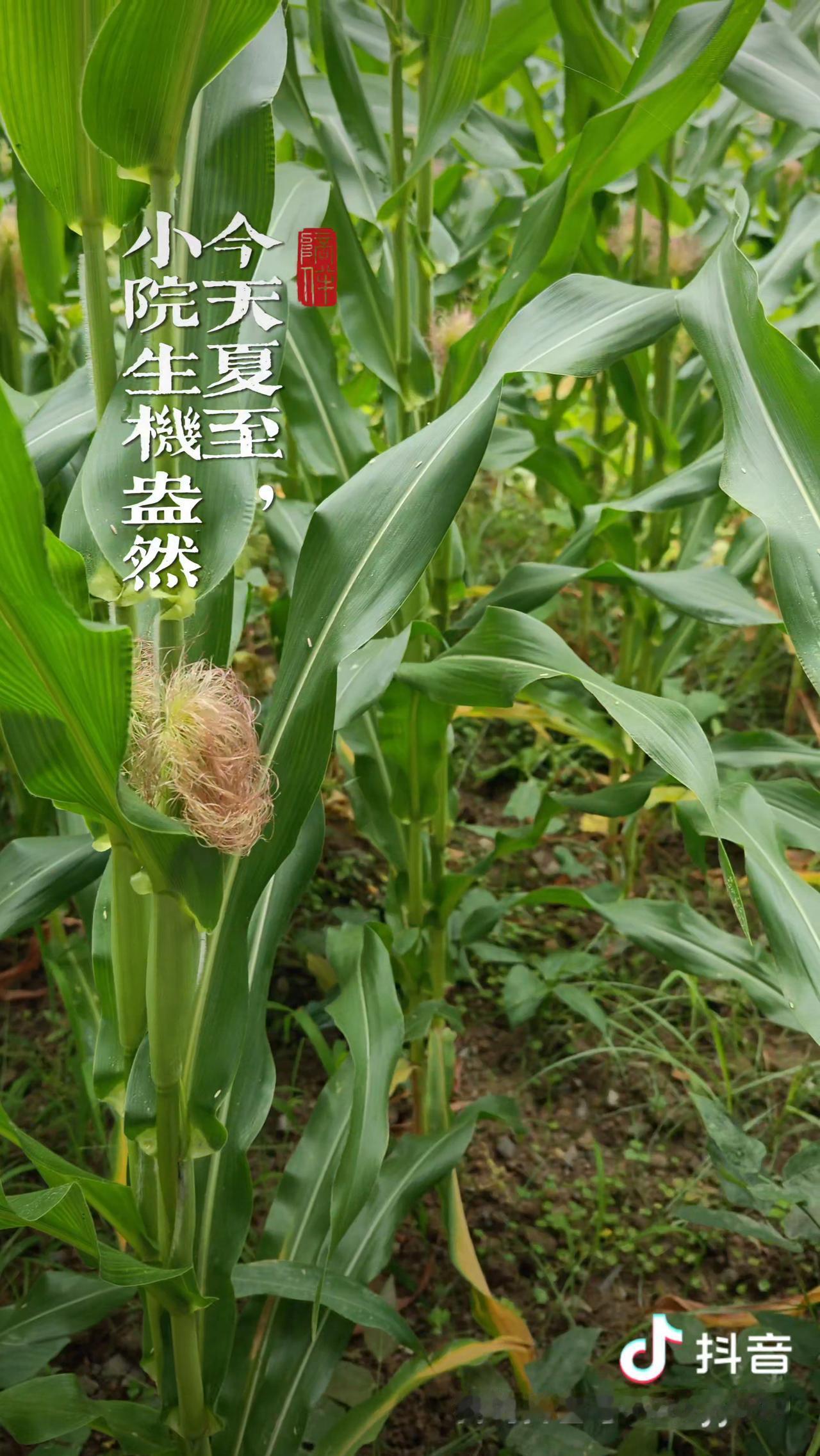 真正的福气，藏在不起眼的细碎里：
身体没难缠病痛，家人拌嘴转头就能和好；有份儿踏