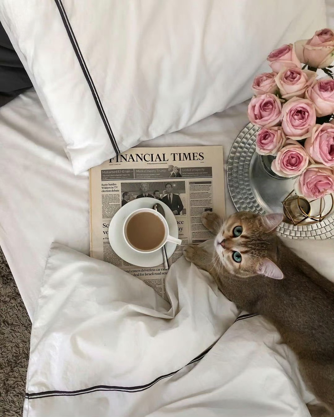 猫小姐 ​ ​​​