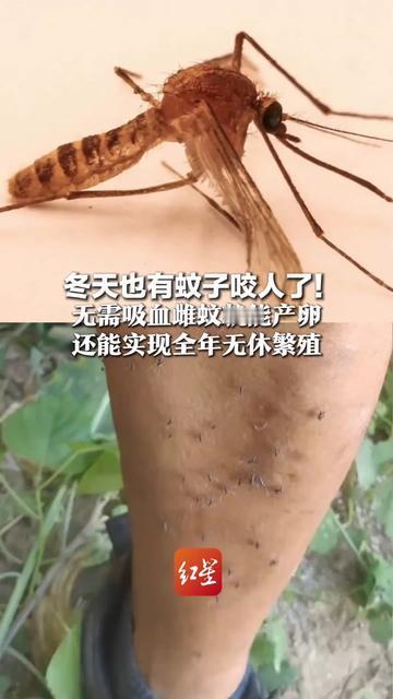 我昨天凌晨三点被蚊子叮得跳起来找花露水！

才发现现在蚊子都成躺赢妈妈了，不